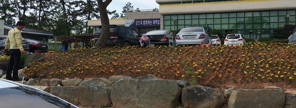 남면은 메리 골드 식재로 구슬땀!! 으쌰~으쌰~2 이미지 3