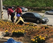 남면은 메리 골드 식재로 ...