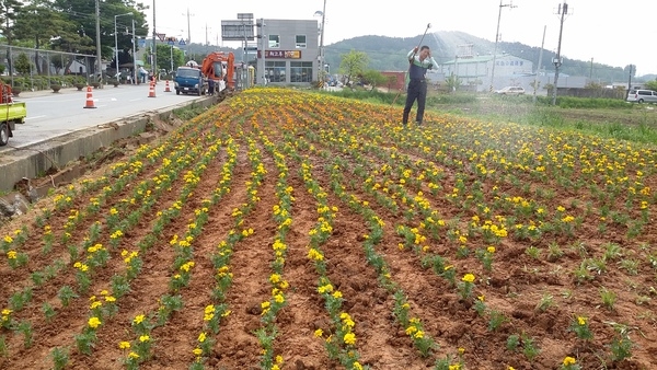 메리골드로 물든 진원면 옐로우공원 이미지 3