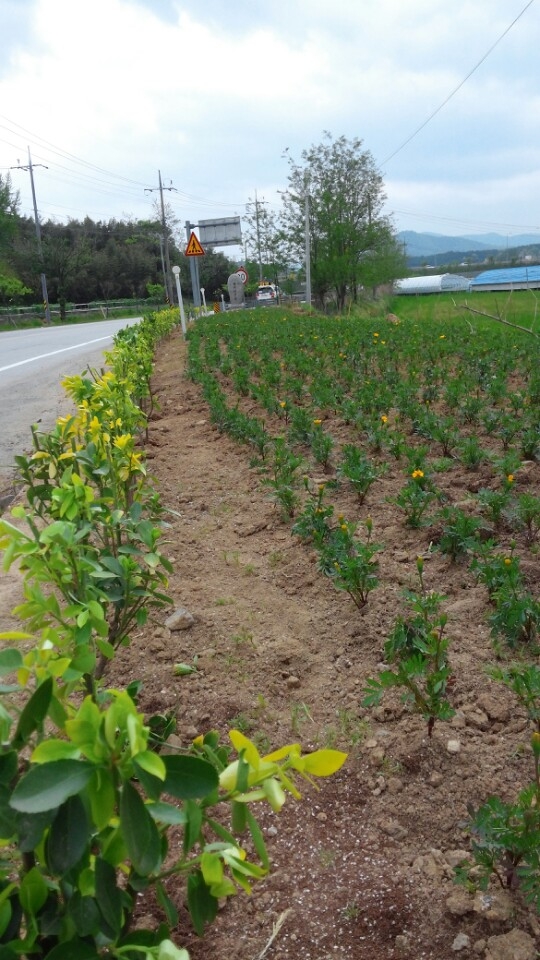 북이면 JC동산 옐로우시티로 입히다 이미지 1