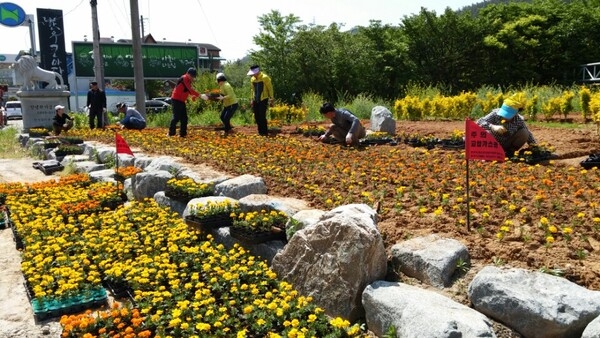 장성군 자율방범연합회, 옐로우시티 꽃동산 가꾸기♥ 이미지 3