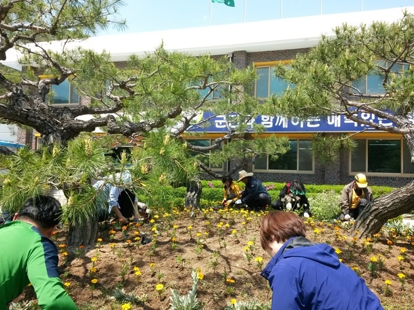 메리골드 식재(면장님과 직원들이 함께~) 이미지 2