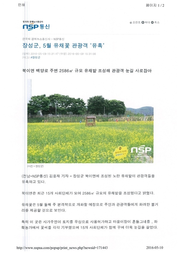 NSP통신으로 보는 북이면 옐로우시티 유채밭 이미지 1