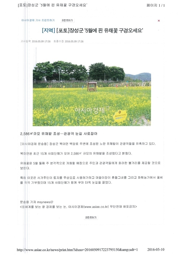 뉴스로 보는 북이면 옐로우시티 유채밭 이미지 1