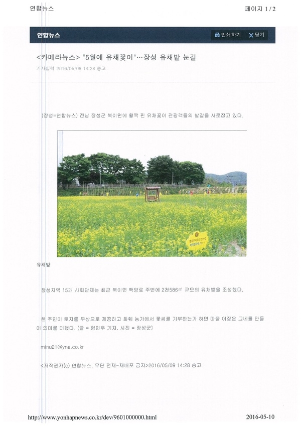 뉴스로 보는 북이면 옐로우시티 유채밭 이미지 2