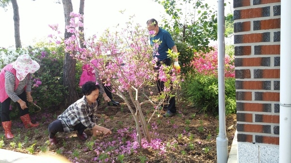 장성읍 대창1동, 대창2동, 대창3동 꽃 식재 사진 이미지 2