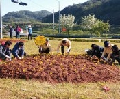 장성ic 교통섬 꽃심기~