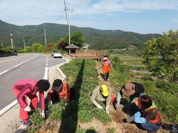 곰재가로화단 국화꽃밭(여성자원봉사회- 5.16) 이미지 2