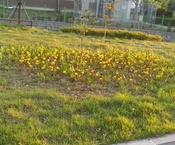 구산동 옐로우시티 꽃밭