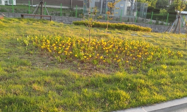 구산동 옐로우시티 꽃밭 이미지 1