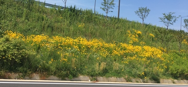 이제 개화를 시작한 금계국~여기부터옐로우 시티입니다. 이미지 1