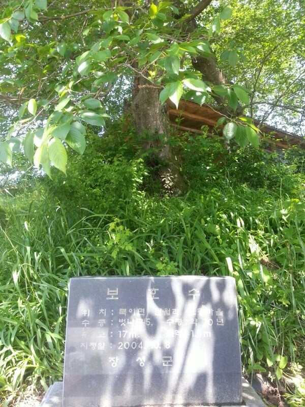 [핫이슈] 북이면 신월3리 오동마을 노란 벚나무 묘목 발견 이미지 3