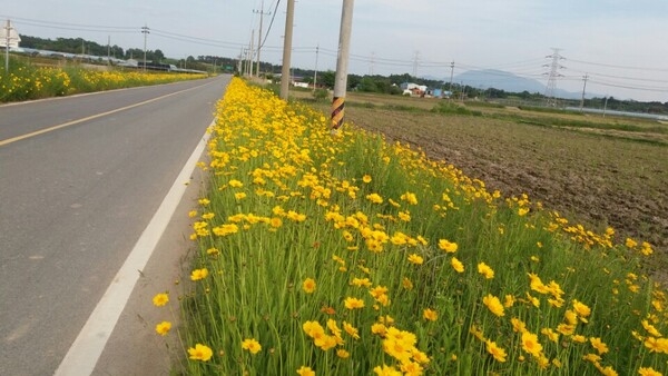 노란 금계국 물결 속 남면금월마을 입니다. 이미지 1