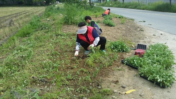 북일면 강정마을입구 금계국 육묘 식재사진입니다.. 이미지 2