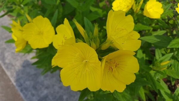 황금~달맞이꽃을 공유합니다. 이미지 2