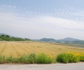 금계국과 밀의 조화 보세요...