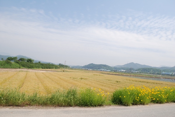 금계국과 밀의 조화 보세요~ 이미지 1