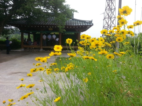 북이면 자라뫼마을이 노랗게 물들었어요 이미지 1
