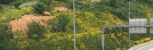  촘촘히 수놓은 노란 꽃 언덕 이미지 2