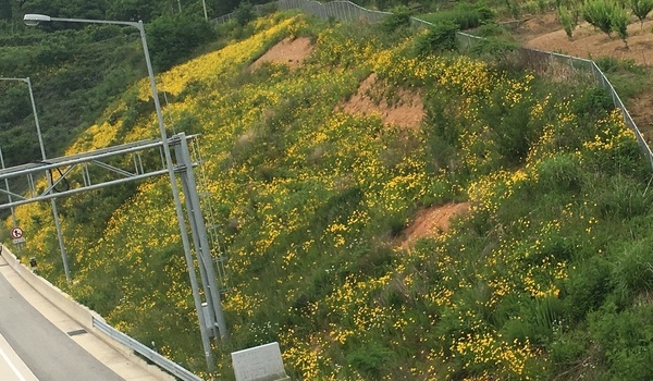  촘촘히 수놓은 노란 꽃 언덕 이미지 1