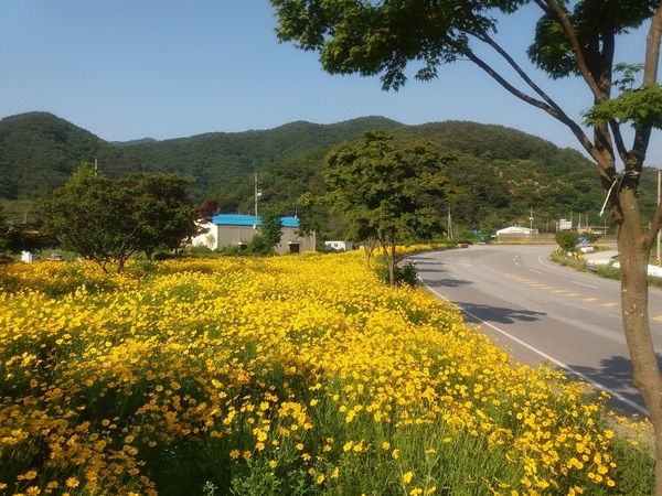 만개한 금계국(중평쌈지공원 5. 28.) 이미지 2