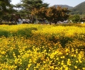 만개한 금계국(중평쌈지공원...