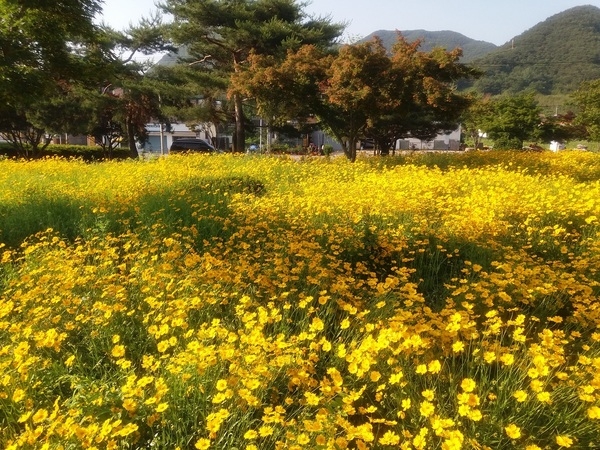 만개한 금계국(중평쌈지공원 5. 28.) 이미지 1