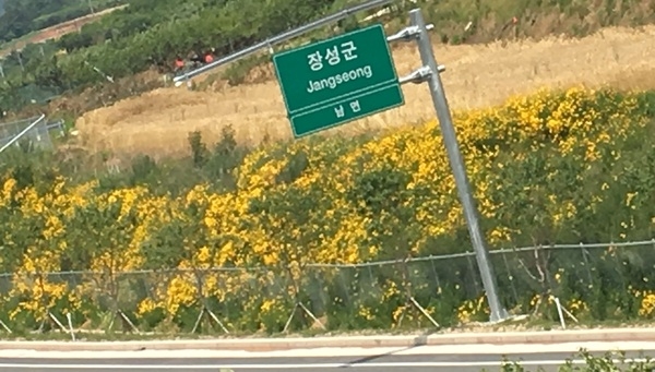 금계국 가득한 남면 월정입니다. 이미지 2