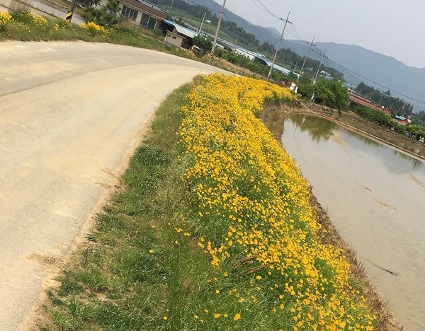 남면 승가마을 금계국 풍경입니다. 이미지 1