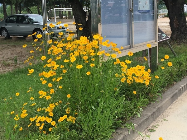 분향초등학교 어린이 들이 가꾸는 초등학교 화단입니다. 이미지 2