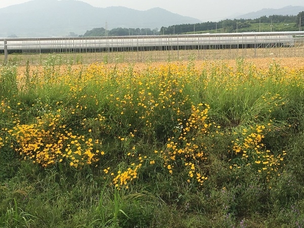 평산리 유리 온실 앞 금계국 꽃밭입니다. 이미지 2