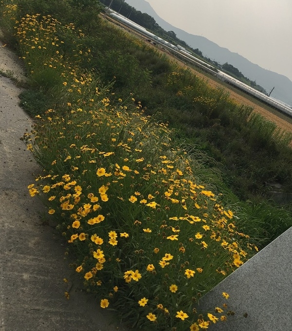 평산리 유리 온실 앞 금계국 꽃밭입니다. 이미지 3
