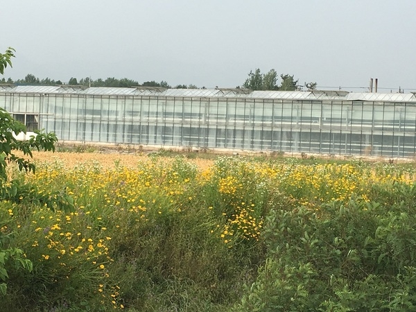 평산리 유리 온실 앞 금계국 꽃밭입니다. 이미지 1