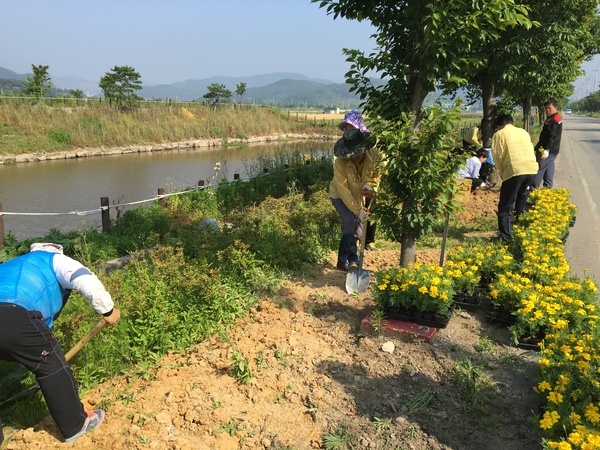 북일면 비점오염시설 앞  메리골드 식재모습입니다. 이미지 6