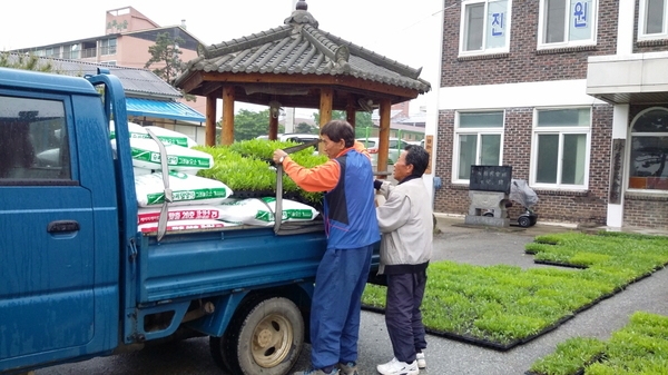 진원면 50,000본 파종한 금계국 모종 - 마을마다 배부합니다. 이미지 2