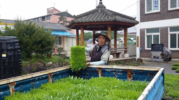 진원면 50,000본 파종한 금계국 모종 - 마을마다 배부합니다. 이미지 1