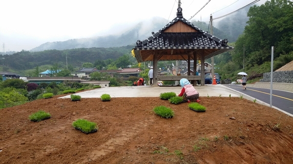 금계국 식재(진원면 선적리 선동마을) 이미지 4