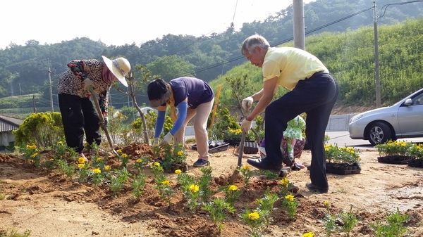 진원면 선적리 선동마을 메리골드 식재 이미지 2