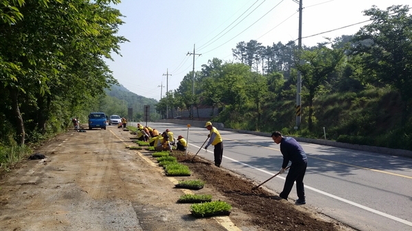 진원면 국도24  금계국 식재( 가막골 ~학림마을입구) 이미지 4