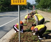 진원면 국도24  금계국 ...