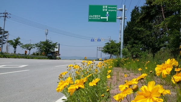 진원면 학전리 평촌마을 삼거리 (국도24) 금계국 이미지 1