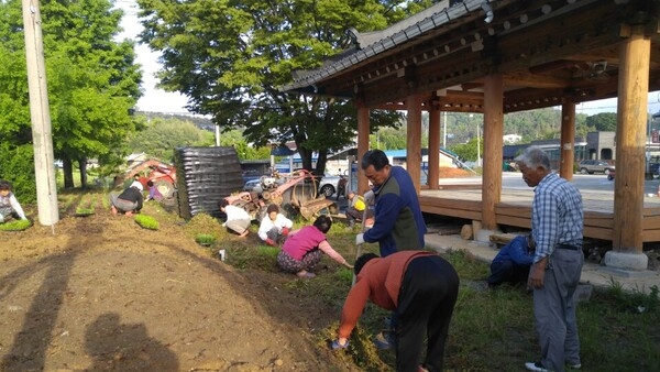 진원면 진원리 고산마을 금계국 1,200본 식재 이미지 3