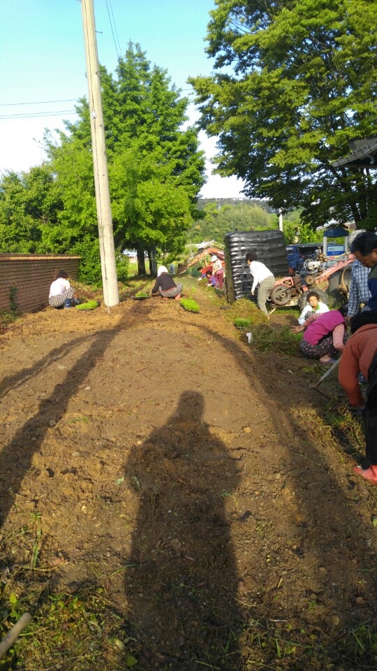 진원면 진원리 고산마을 금계국 1,200본 식재 이미지 4