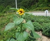 해바라기(곰재 가로화단)