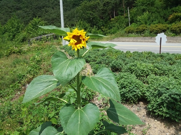 해바라기(곰재 가로화단) 이미지 1