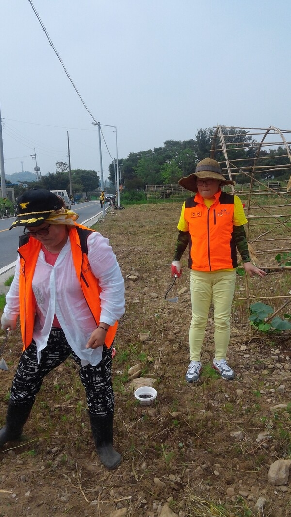 북이 유채밭 해바라기밭으로 이미지 2