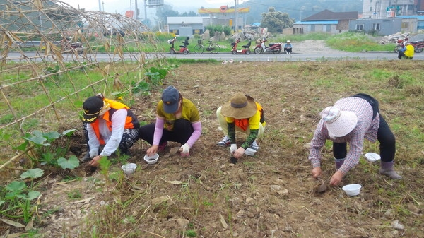 북이 유채밭 해바라기밭으로 이미지 1