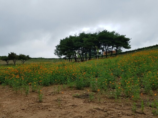 코스모스 핀 국지도 49호선 램프 화단 전경  이미지 2