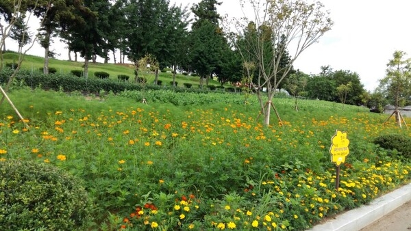 이곳은 동화면 바르게살기협의회가 가꾸는 꽃밭입니다 ♡♥ 이미지 2