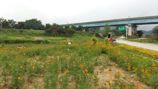 이곳은 동화면새마을협의회에서 가꾸는 꽃밭입니다 ♡♥ 이미지 4